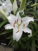 [1824 Universe No01.JPG]